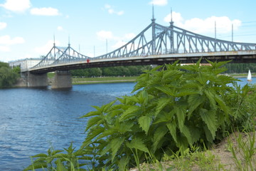 Nettle grows against the background of a bridge in the city on the Volga River in Russia