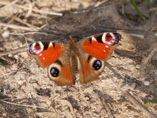 butterfly