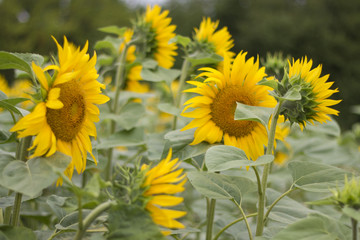 Sonnenblumen