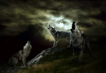 Crédence de cuisine en verre imprimé Loup les hôtes de la nuit sont des loups