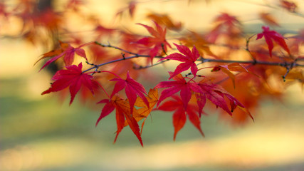 赤、黄色とオレンジ美しい秋の秋の背景