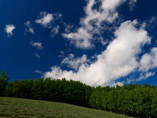 Forest and blue sky in Furano, Hokkaido