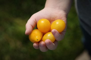 Child's hand holding heirloom yellow pear tomatoes.