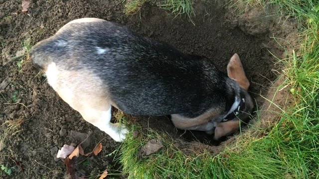 beagle hund graebt im garten ein loch