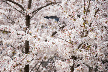 Closed up of beautiful Sakura (Cherry blossom) flower background