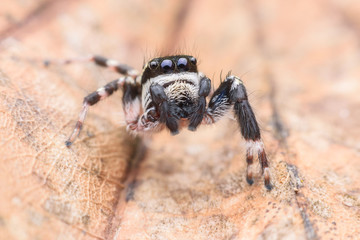 Super macro male Carrhotus Sannio or Jumping spider on leaf