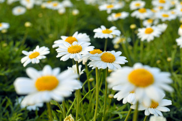 Fototapeta premium Chamomile flowers on a meadow in summer