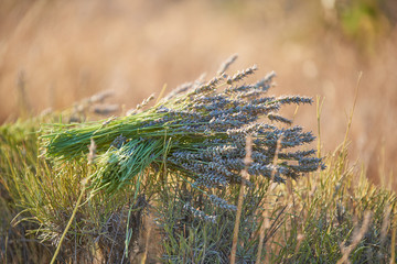 Lavender Harvest 
Hand harvesting blooming flowers of Lavender