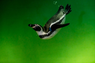 Obraz premium Penguin in green water