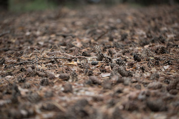 Pine cones of trees on earth