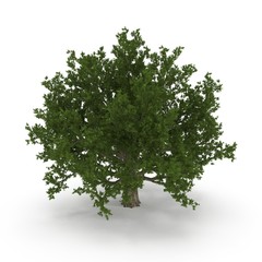 Old Green summer red oak tree isolated on white. 3D illustration