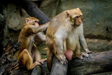 Fototapeta premium Old brown monkey