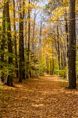 Trail through woods in Autumn