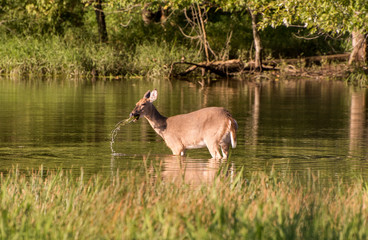 A whitetail doe eating from the bottom of a pond.