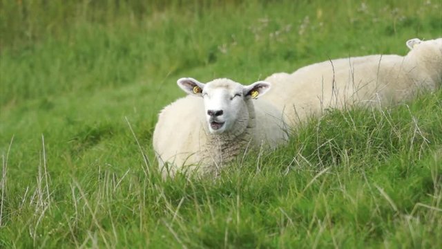 schaf sitzt auf einer wiese in sylt und fri&szlig;t gras-im hintergrund vogelstimmen