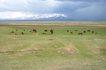 Free running horses in the Alay valley and beautiful Pamir mountains, M41 Pamir Highway, Kyrgyzstan