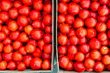 Boxes full of tomatoes