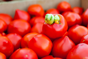 Tomatoes with disease