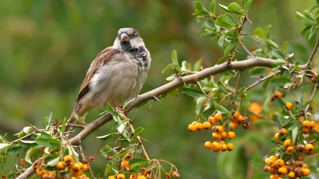 House sparrow in firethorn