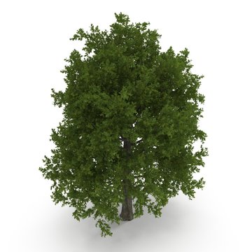Green summer red oak tree isolated on white. 3D illustration