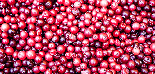 the set of vitamins in cranberries. the berry grows in the swamp. fresh cranberries