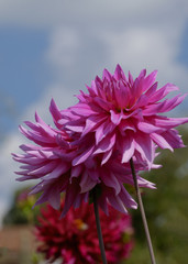 Dahlien (Dahlia)