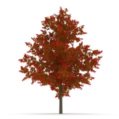 Red Oak Tree Autumn on white. 3D illustration