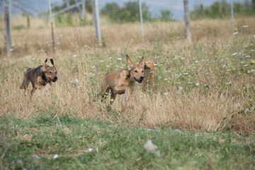 Dogs life, play, run and chase 