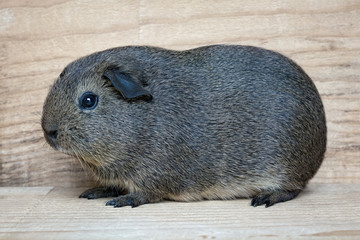 Meerschweinchen (Jungtier)