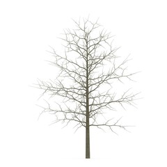 Red Oak Young Tree Winter on white. 3D illustration