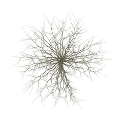 Red Oak Young Tree Winter on white. 3D illustration