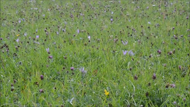 Wiese im Herbst mit Herbstzeitlosen und Rotklee