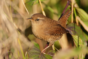 Eurasian wren very close up in soft morning light