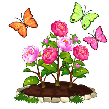 Flower Bed Of Peonies Growing In Ground And Butterflies. Vector Flower Illustration In Cartoon Style Isolated On White Background