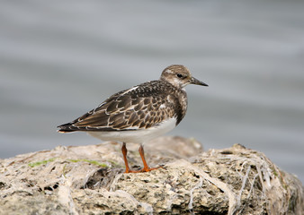 Young Ruddy turnstone close up portrait