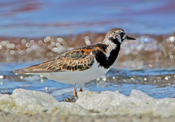 turnstone on the shore with red water