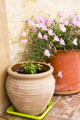 exterior decoration of flowers and pots in greek style