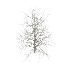 Young poplar tree without leaves. Isolated over white. 3D illustration