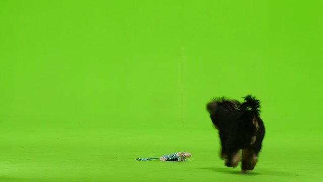 Yorick holds a toy in his mouth and runs away. Green screen. Slow motion