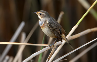 Bluethroat on the reed. Close up portrait