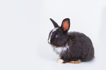 Rabbit on isolated withe background