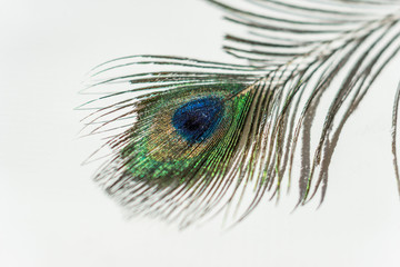 Obraz premium Closeup of peacock feather placed on a white table.