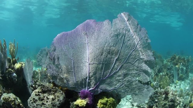 Sunlight and Sea Fan on Caribbean Reef