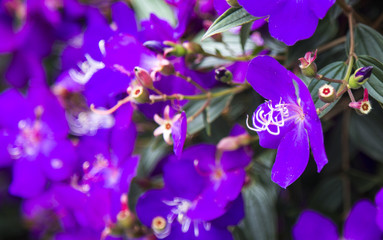 Rhodomyrtus tomentosa also known as rose myrtle