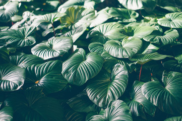 Tropical green leaves, faded dark green filter effect. For background.