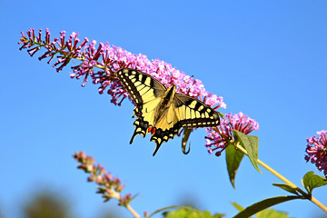 beautiful butterfly on beautiful flowers