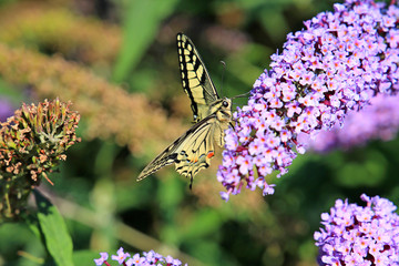 beautiful butterfly on beautiful flowers