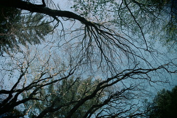 Forest in Pyrenees, France