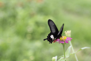 Naklejka premium Common Rose butterflies sucking nectar from zinnia flowers .