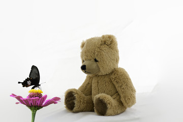 Teddy Bear Look at butterflies sucking sweet nectar from pink flowers.